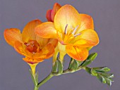 FREESIA ORANGE