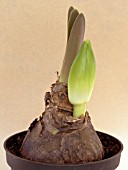 HIPPEASTRUM CLOWN,  TENDER FORCING BULB