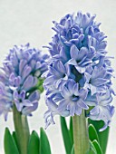 HYACINTHUS ORIENTALIS  BLUE JACKET,  HYACINTH FORCING