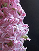 HYACINTHUS ORIENTALIS,  PINK PEARL,  HYACINTH