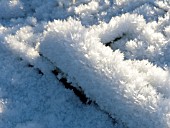 ICE CRYSTALS ON LOGS