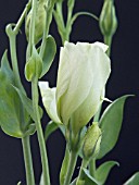 LISIANTHUS RUSSELIANUS,  CUT FLOWER,  WHITE