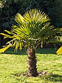 TRACHYCARPUS FORTUNEI,  CHUSAN PALM