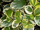 GRISELINIA LITTORALIS VARIEGATA