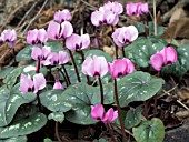 CYCLAMEN COUM