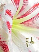 HIPPEASTRUM CLOWN,  FULLY OPEN