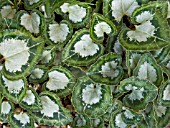 CYCLAMEN HEDERIFOLIUM (NEAPOLITANUM)