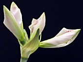 HIPPEASTRUM CLOWN,  HALF OPEN BUD