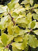 PITTOSPORUM TENUIFOLIUM WARNHAM GOLD,  HARDY EVERGREEN TREE