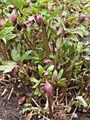 HELLEBORUS ORIENTALIS (LENTEN ROSE)