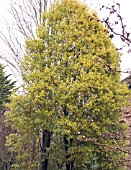 PITTOSPORUM TENUIFOLIUM WARNHAM GOLD,  HARDY EVERGREEN TREE