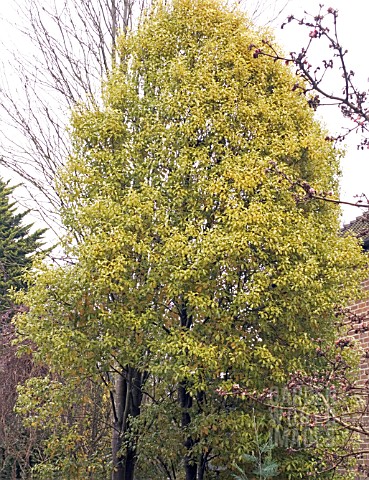 PITTOSPORUM_TENUIFOLIUM_WARNHAM_GOLD__HARDY_EVERGREEN_TREE