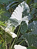 ALOCASIA WENTII VARIEGATA