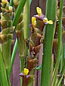 CALATHEA LUTEA