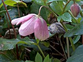 HELLEBORUS ORIENTALIS (LENTEN ROSE)