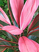 CORDYLINE TERMINALIS