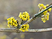 CORNUS MAS,  CORNELIAN CHERRY