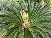 CYCAS REVOLUTA,  CYCAD PALM