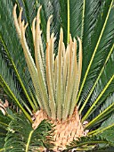 CYCAS REVOLUTA,  CYCAD PALM