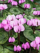 CYCLAMEN COUM,  HARDY BULB