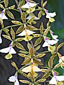 EPIDENDRUM STANFORDIANUM,  SHOWER ORCHID