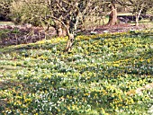 ERANTHIS HYEMALIS,  WINTER ACONITE,  WITH SNOWDROPS AT WEST DEAN GARDENS