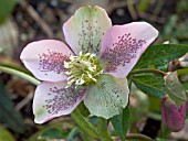 HELLEBORUS ORIENTALIS (LENTEN ROSE)