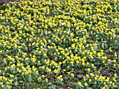 ERANTHIS HYEMALIS,  WINTER ACONITE