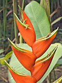 HELICONIA BIHAI,  LOBSTERS CLAW,  TROPICAL SHRUB