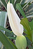 ALOCASIA INDICA,  COCO YAM