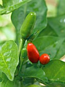 CAPSICUM ANNUUM,  BELIZE BIRD