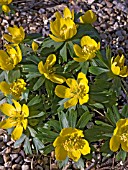 ERANTHIS HYEMALIS,  WINTER ACONITE