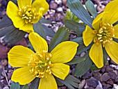 ERANTHIS HYEMALIS,  WINTER ACONITE