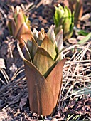 FRITILLARIA IMPERIALIS,  CROWN IMPERIAL