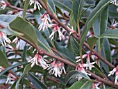 SARCOCOCCA DIGYNA,  EVERGREEN SHRUB