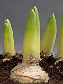 HYACINTHUS ORIENTALIS LINNOCENCE FORCING