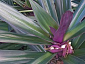 TRADESCANTIA SPATHACEA,  TROPICAL SHRUB