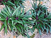 TRADESCANTIA SPATHACEA,  TROPICAL SHRUB