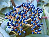 VIBURNUM DAVIDII,  EVERGREEN SHRUB,  FRUITS