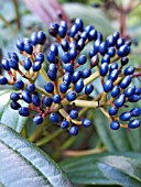 VIBURNUM DAVIDII,  EVERGREEN SHRUB,  FRUITS