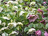 HELLEBORUS ORIENTALIS,  ORIENTAL HELLEBORE