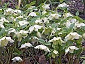 HELLEBORUS ORIENTALIS,  ORIENTAL HELLEBORE