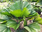 LICUALA GRANDIS,  FAN PALM