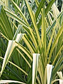 PANDANUS GREEN & GOLD,  TROPICAL SHRUB