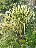 PANDANUS GREEN & GOLD,  TROPICAL SHRUB