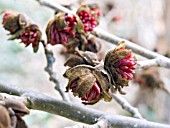 PARROTIA PERSICA,  IRONWOOD