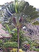 RAVENALA MADAGASCARIENSIS,  TRAVELLERS PALM