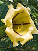 SOLANDRA GRANDIFLORA, TRUMPET CLIMBER