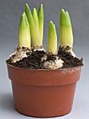 HYACINTHUS ORIENTALIS LINNOCENCE FORCING