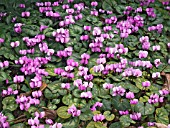 CYCLAMEN COUM,  HARDY BULB